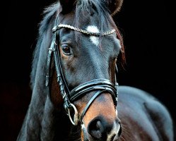 dressage horse Let´s Go TDB (KWPN (Royal Dutch Sporthorse), 2016, from Giovanni)