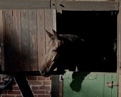 dressage horse Toscana (Oldenburger, 2016, from Tomahawk)