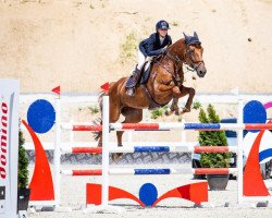 jumper Berlina (KWPN (Royal Dutch Sporthorse), 2006, from Carthino Z)