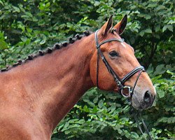 jumper Chenturio Diamond (German Sport Horse, 2008, from Concept)