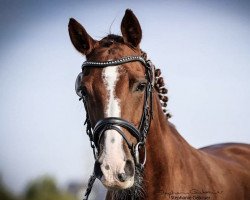 jumper Nemax 2 (German Riding Pony, 2006, from Heidbergs Nancho Nova)