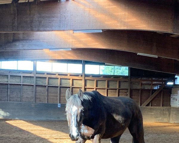 dressage horse Happy Mari (German Sport Horse, 2017, from Shomari S)