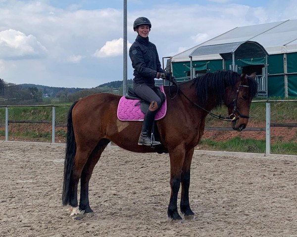 dressage horse Only Looks Sweet (Zangersheide riding horse, 2011)