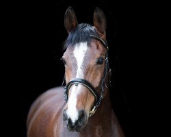 jumper Zafira 32 (Oldenburg show jumper, 2008, from Zacharov Tn)