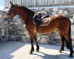 dressage horse Carracanada Echo (Connemara Pony,  , from Ashfield Echo I Love You)