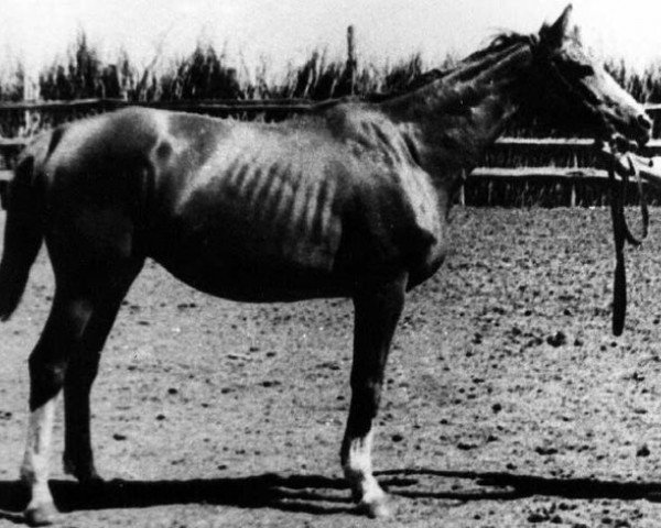 broodmare Tahta (Russian Trakehner, 1947, from Termit)