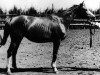 broodmare Tahta (Russian Trakehner, 1947, from Termit)