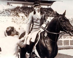 stallion Topki (Russian Trakehner, 1972, from Ostrjak 9)