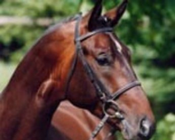 stallion Schenkendorf (Trakehner, 1996, from Topki)