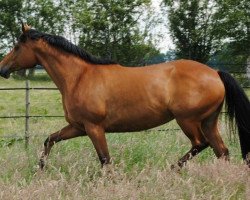 broodmare Romina IV (Trakehner, 1997, from Symbol)