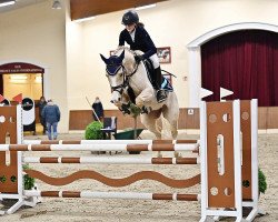 jumper Orchid's Prosecco (German Riding Pony, 2012, from Justin 127)