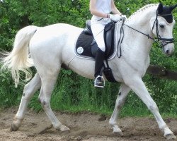 dressage horse Sly S (Westphalian, 1995, from Salinator)