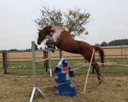 dressage horse Sony (German Riding Pony, 2000, from Nordlicht)