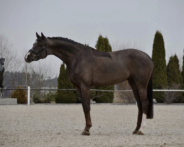 dressage horse Bellatrix Lestrange 7 (German Warmblood, 2017, from Ben Benicio)