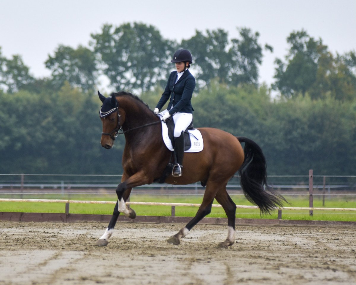 jumper Call Me Olaf (Holsteiner, 2014, from Catoo)