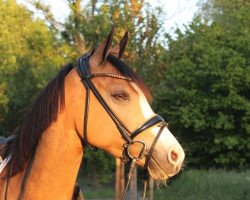 broodmare Hövel's Highlight S (German Riding Pony, 2012, from Helios B)