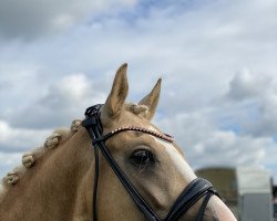 Dressurpferd Heitholms Dustin (Deutsches Reitpony, 2017, von Dreidimensional AT NRW)