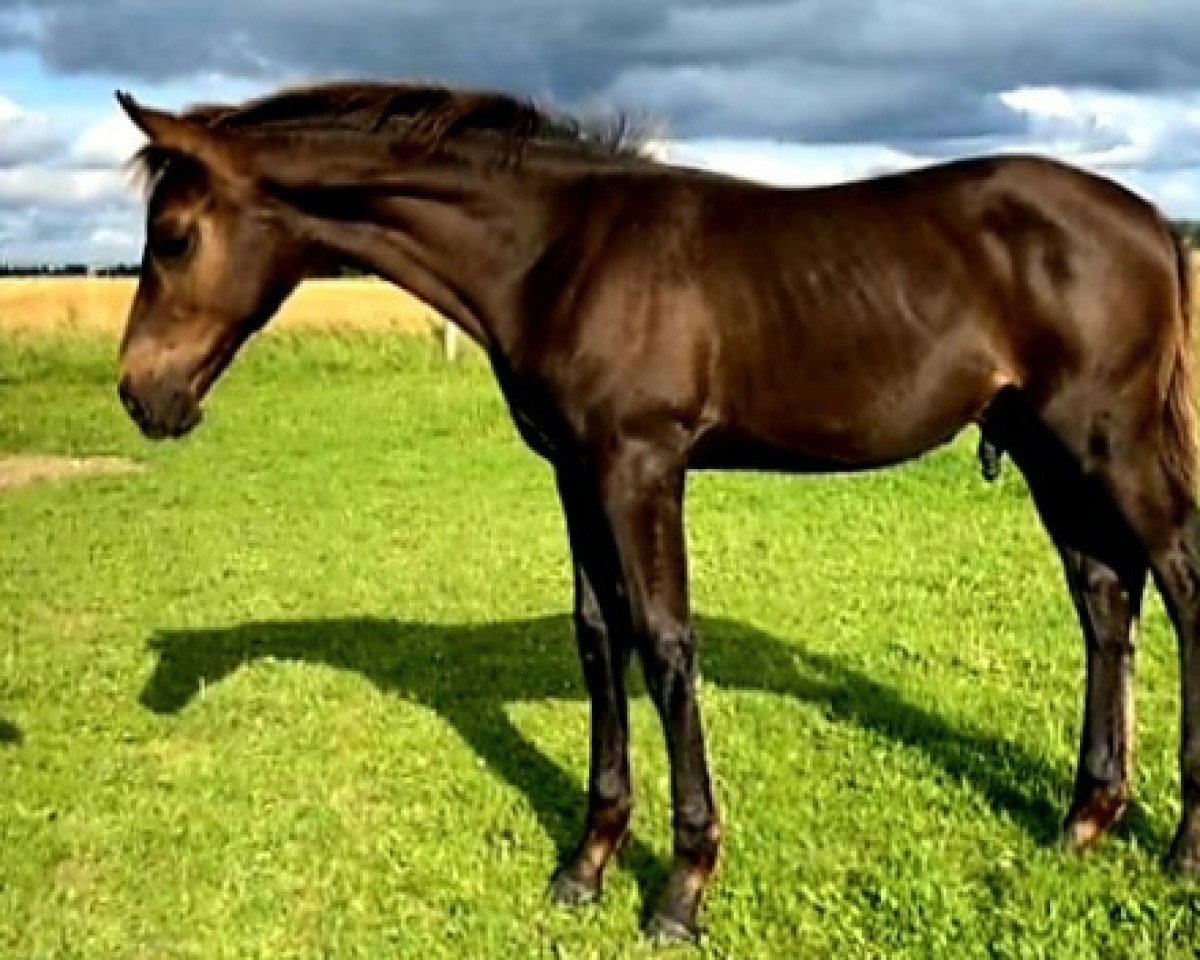 dressage horse Maestro TS (Oldenburg, 2021, from Morricone)