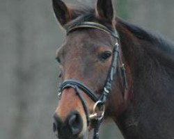 broodmare Tokaya (Trakehner, 1998, from Hockey 41)