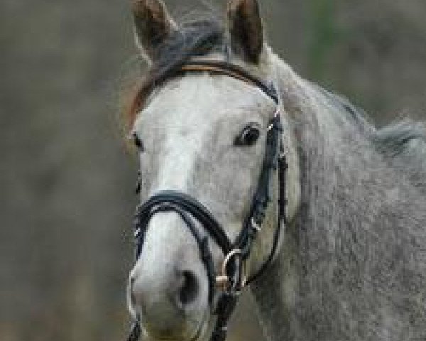 broodmare Day Dream R (Trakehner, 2004, from Schenkendorf)