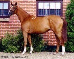 broodmare Tara (Trakehner, 1993, from Tesis)