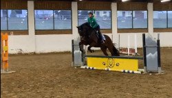 dressage horse Loosdorf (Oldenburg show jumper, 2007, from Lauterbach)