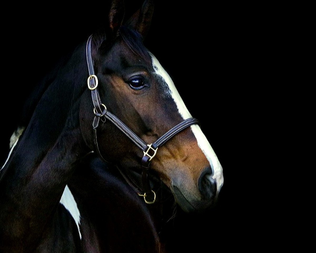 jumper Cassiopeia 117 (German Warmblood, 2012, from Chess M)