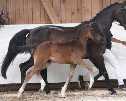 dressage horse Back in Black (Bavarian, 2021, from Bohemian)