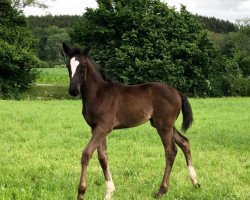 dressage horse Hope (Bavarian, 2020, from Birkhof's Zalando OLD)