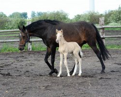 Zuchtstute Cecil (Pinto/Kleines Reitpferd, 2006, von Sando Paso N)