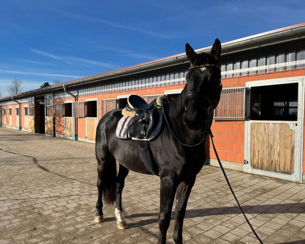 dressage horse Descarado (Bavarian, 2018, from Durello)