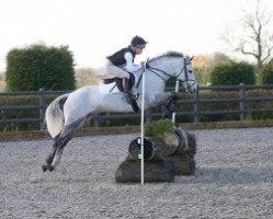 dressage horse Leitrim Fi Fi (Connemara Pony, 2010, from Kilmullen Fionn)