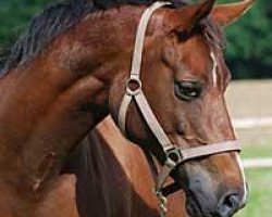 broodmare Rozanna (Trakehner, 2000, from Hockey 41)