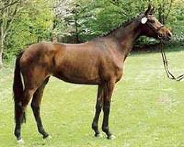 broodmare Scarlett R (Trakehner, 2001, from Biotop)