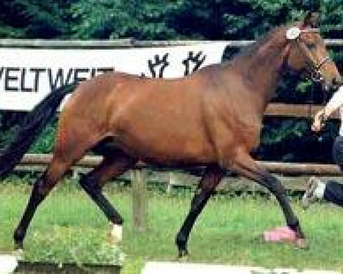 Zuchtstute Shira II (Trakehner, 1989, von Königspark xx)