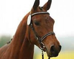 broodmare Rhodesia (Trakehner, 2006, from Hockey 41)