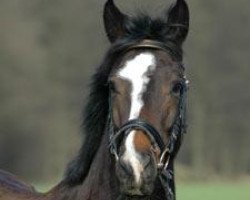 broodmare Belle d'epoque R (Trakehner, 2001, from Beg xx)