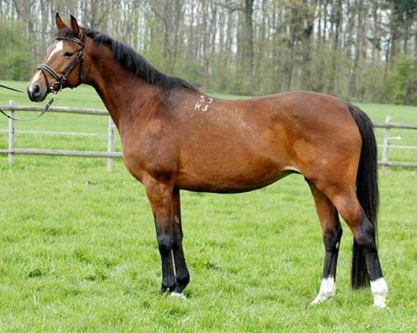 broodmare Oktiabrina (Trakehner, 1993, from Telets)