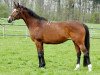 broodmare Oktiabrina (Trakehner, 1993, from Telets)