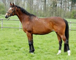 broodmare Oktiabrina (Trakehner, 1993, from Telets)