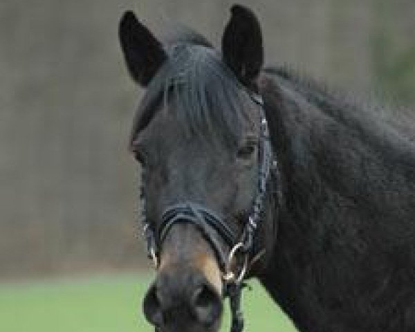 broodmare Obilnaja (Russian Trakehner, 1991, from Blesk)