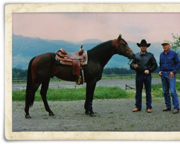 Deckhengst Okleos Sail Win (Quarter Horse, 1980, von Topsail Cody)