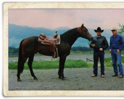 stallion Okleos Sail Win (Quarter Horse, 1980, from Topsail Cody)