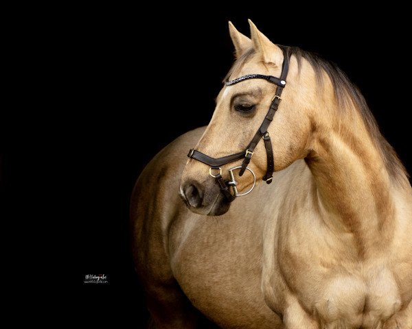 horse Justy (Quarter Horse, 2006, from Creme de Coco Bueno)