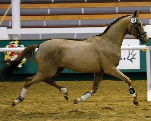 jumper Sir Ted von Ludwigsburg (Trakehner, 2006, from Lowelas)