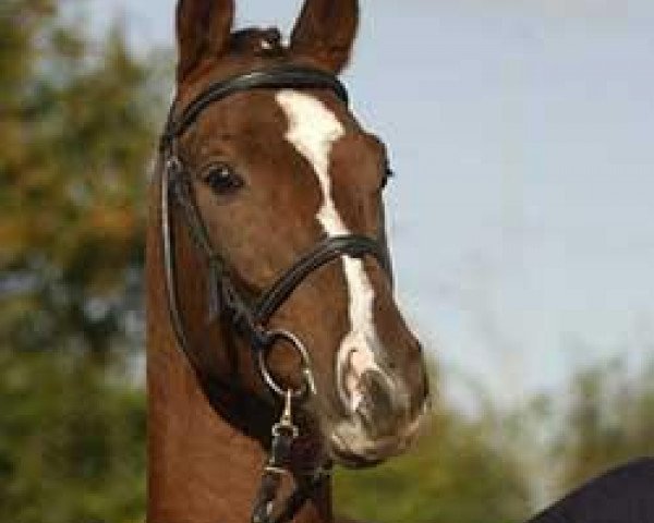 jumper Sir Ted von Ludwigsburg (Trakehner, 2006, from Lowelas)