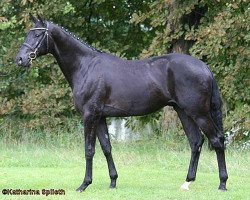 dressage horse Russian Deal (Trakehner, 2008, from Long Deal)