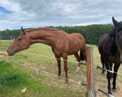 dressage horse Papina Vita GM (Oldenburg, 2019, from Vitalis)