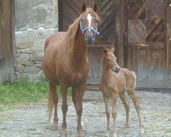 Zuchtstute Valerina (Deutsches Reitpony, 1984, von Valencianer)