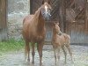 broodmare Valerina (German Riding Pony, 1984, from Valencianer)